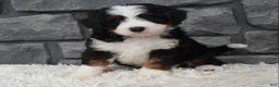Mini Bernedoodle dogs for sale: Cinnamon  - Ad 2