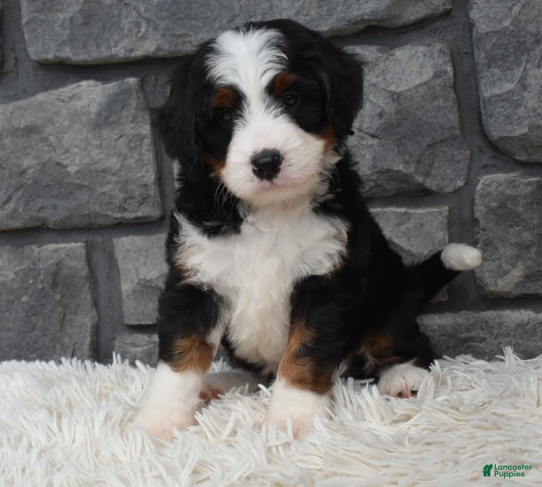 Mini Bernedoodle dogs for sale: Cinnamon  - Ad 2
