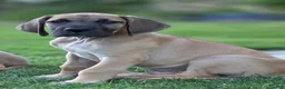 Great Dane dogs for sale: Great Dane 1 - Ad 6