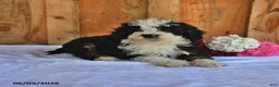 Bernedoodle dogs for sale: Donny - Ad 4