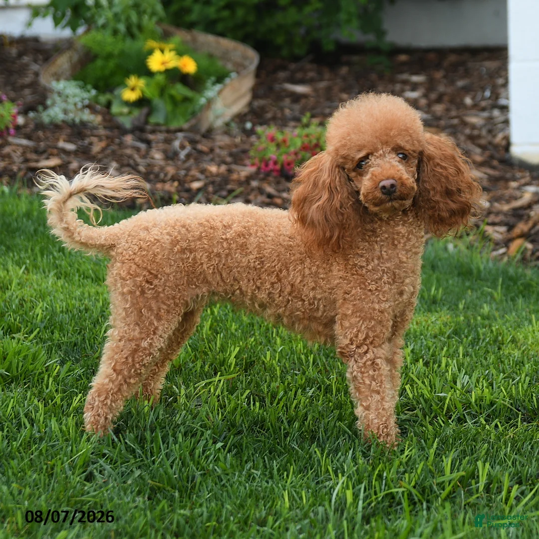 Mini Goldendoodle dogs for sale: Maggie - Ad 2