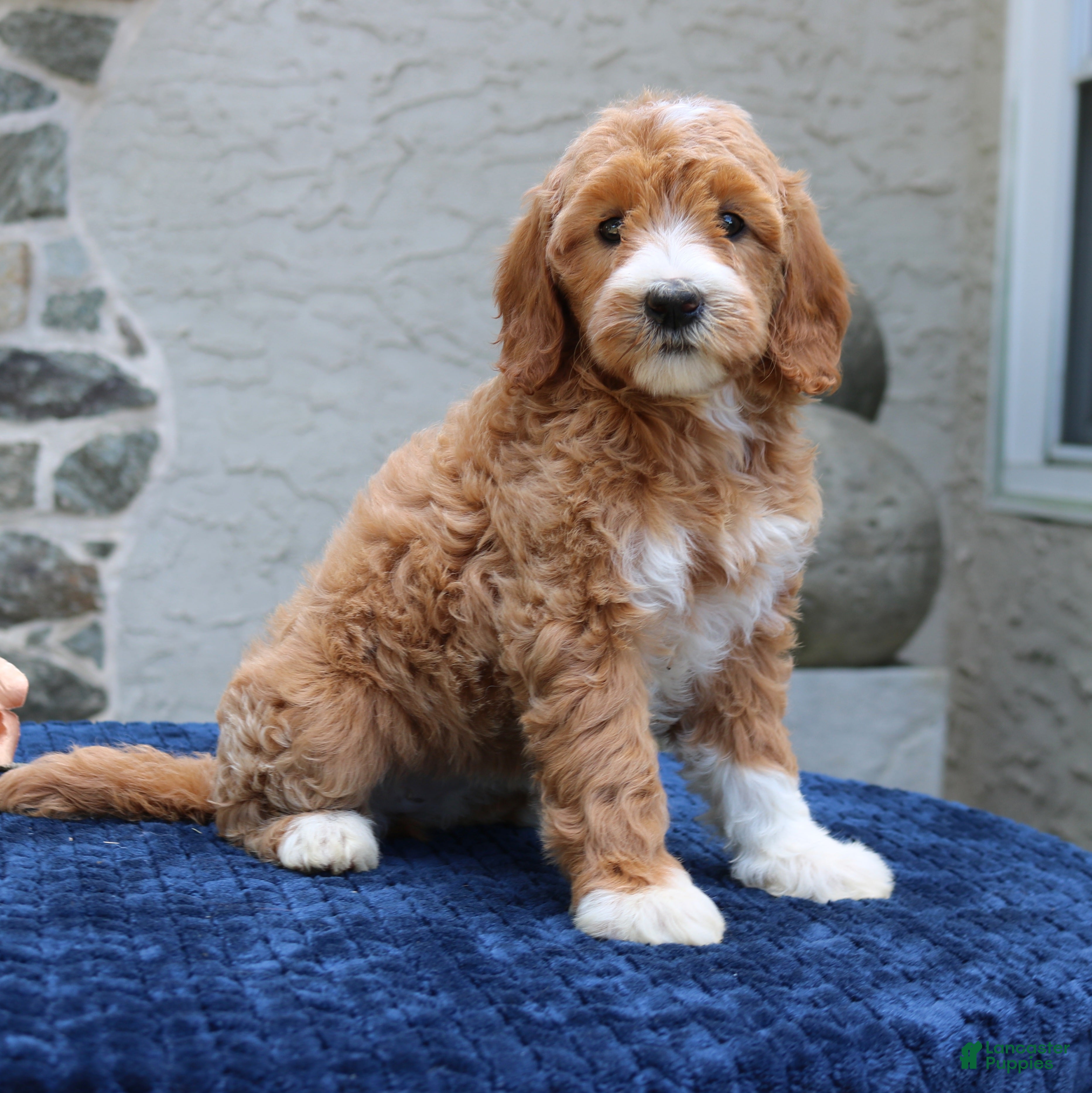 Goldendoodle dogs Destiny  - Ad 2