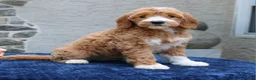 Goldendoodle dogs for sale: Destiny  - Ad 2