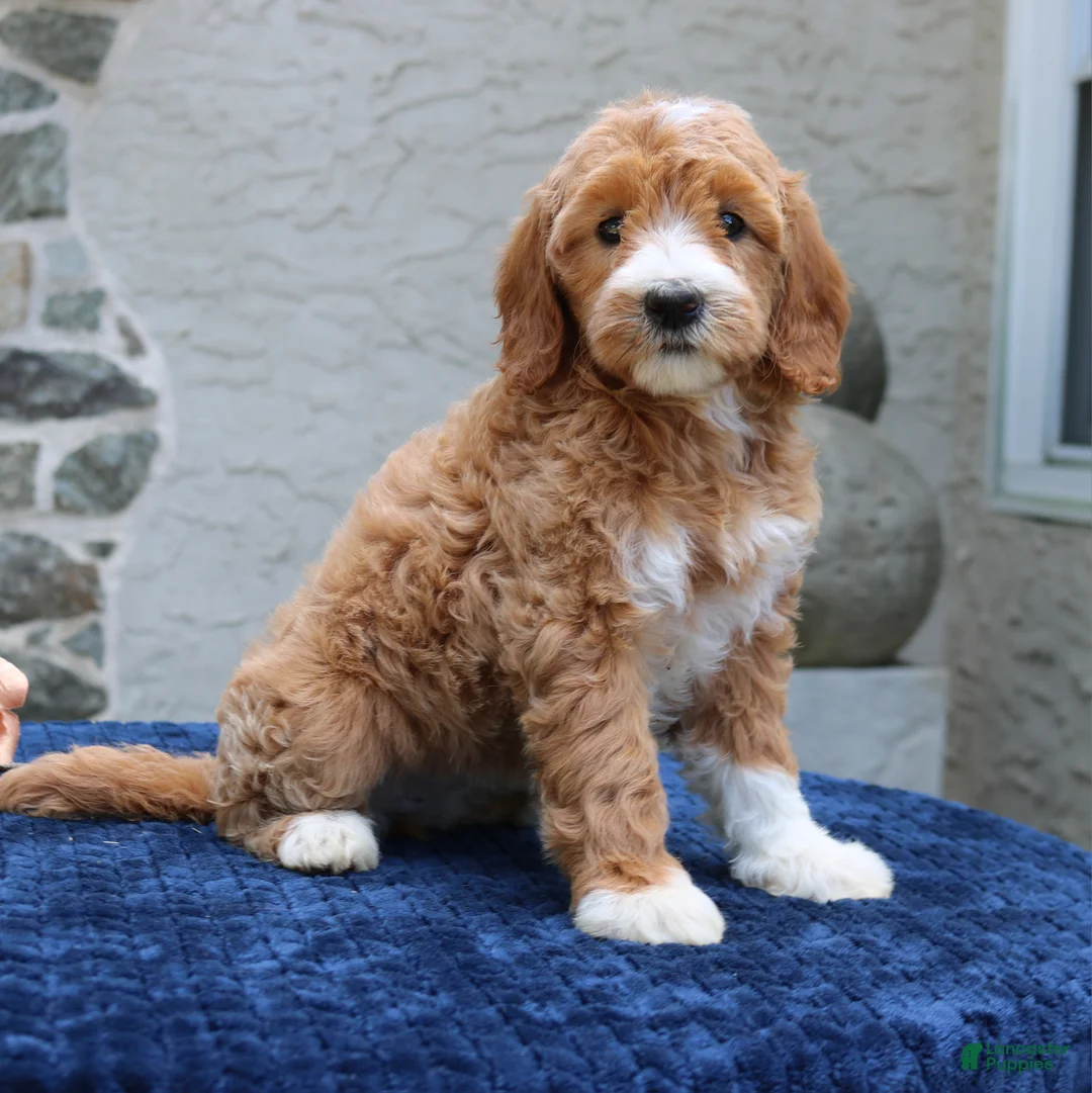 Goldendoodle dogs for sale: Destiny  - Ad 2