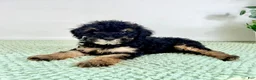Bernedoodle dogs for sale: Sabrina - Ad 2
