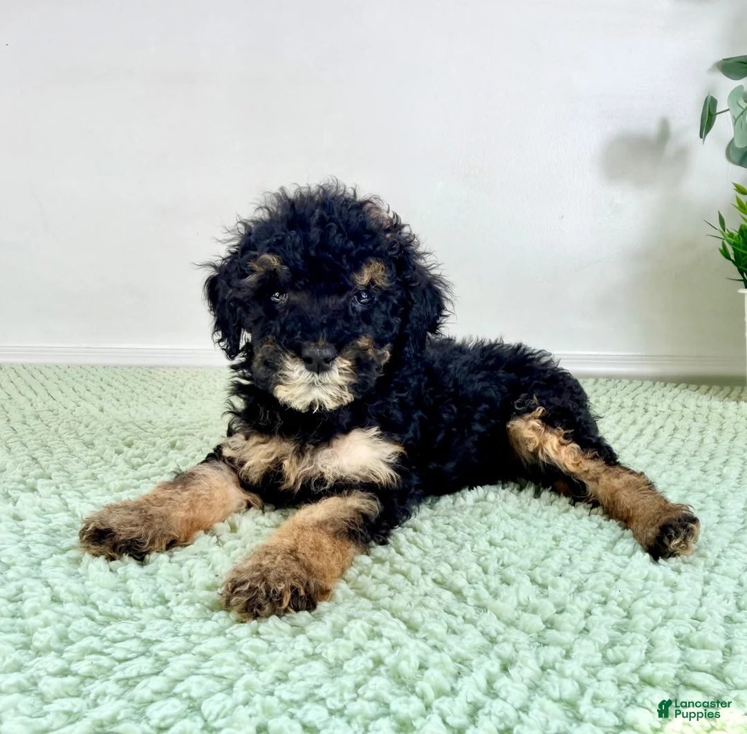 Bernedoodle dogs for sale: Sabrina - Ad 2