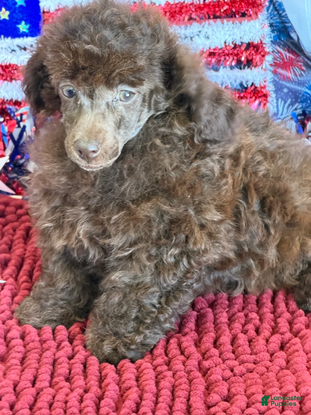 Toy Poodle dogs for sale: Tessa - Ad 1