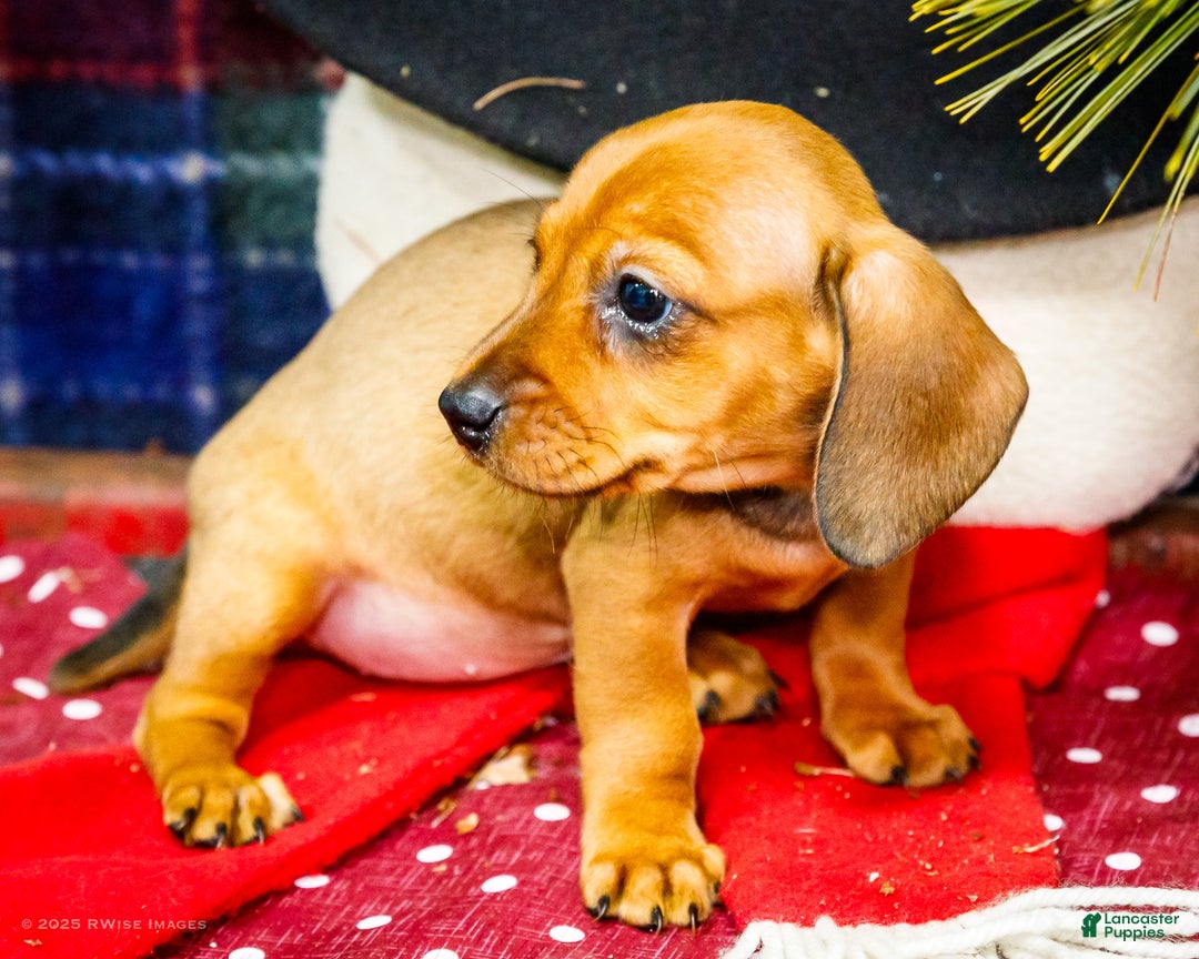 Miniature Dachshund dogs for sale: Tootsie - Ad 5
