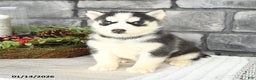 Siberian Husky dogs for sale: Lily - Ad 1