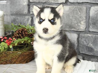 Siberian Husky dogs Lily - Ad 19