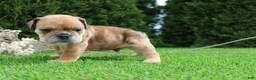 English Bulldog dogs for sale: Dash - Ad 5