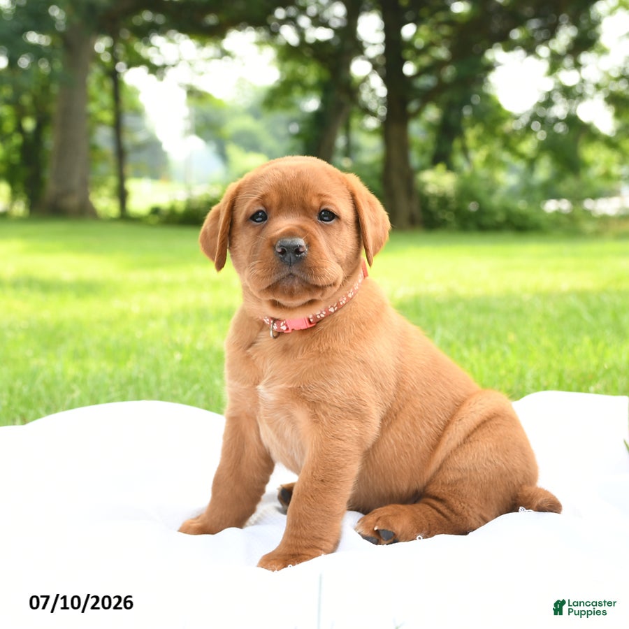 Labrador Retriever dogs Indi  - Ad 2