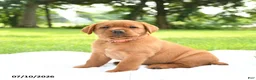 Labrador Retriever dogs for sale: Indi  - Ad 2