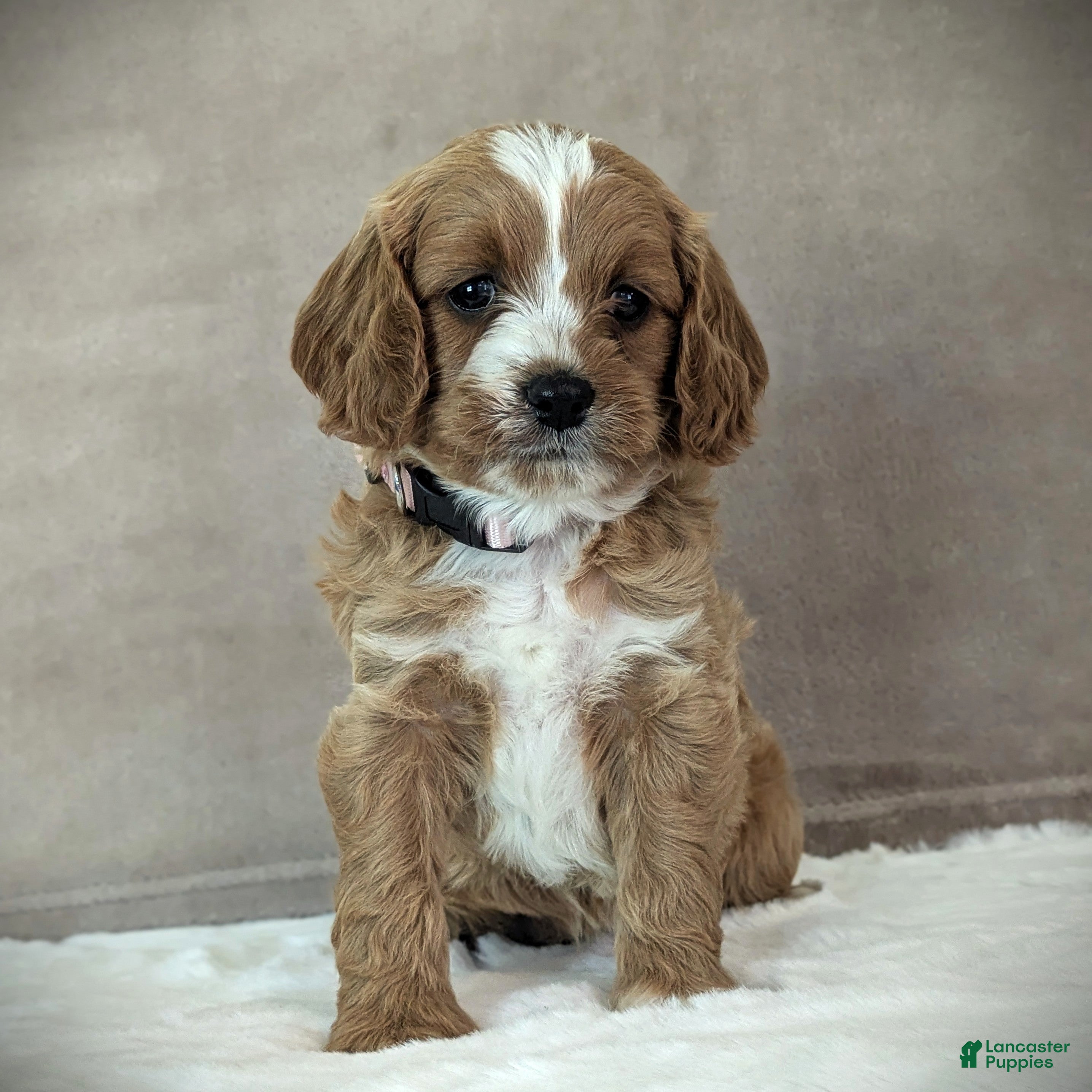 Cavapoo dogs Lily - Ad 1