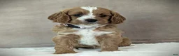 Cavapoo dogs for sale: Lily - Ad 1