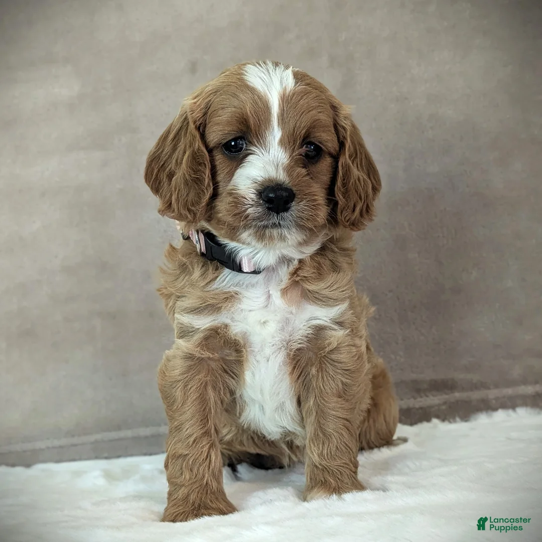 Cavapoo dogs for sale: Lily - Ad 1