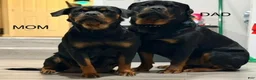 Rottweiler dogs for sale: Ms. Purple - Ad 3