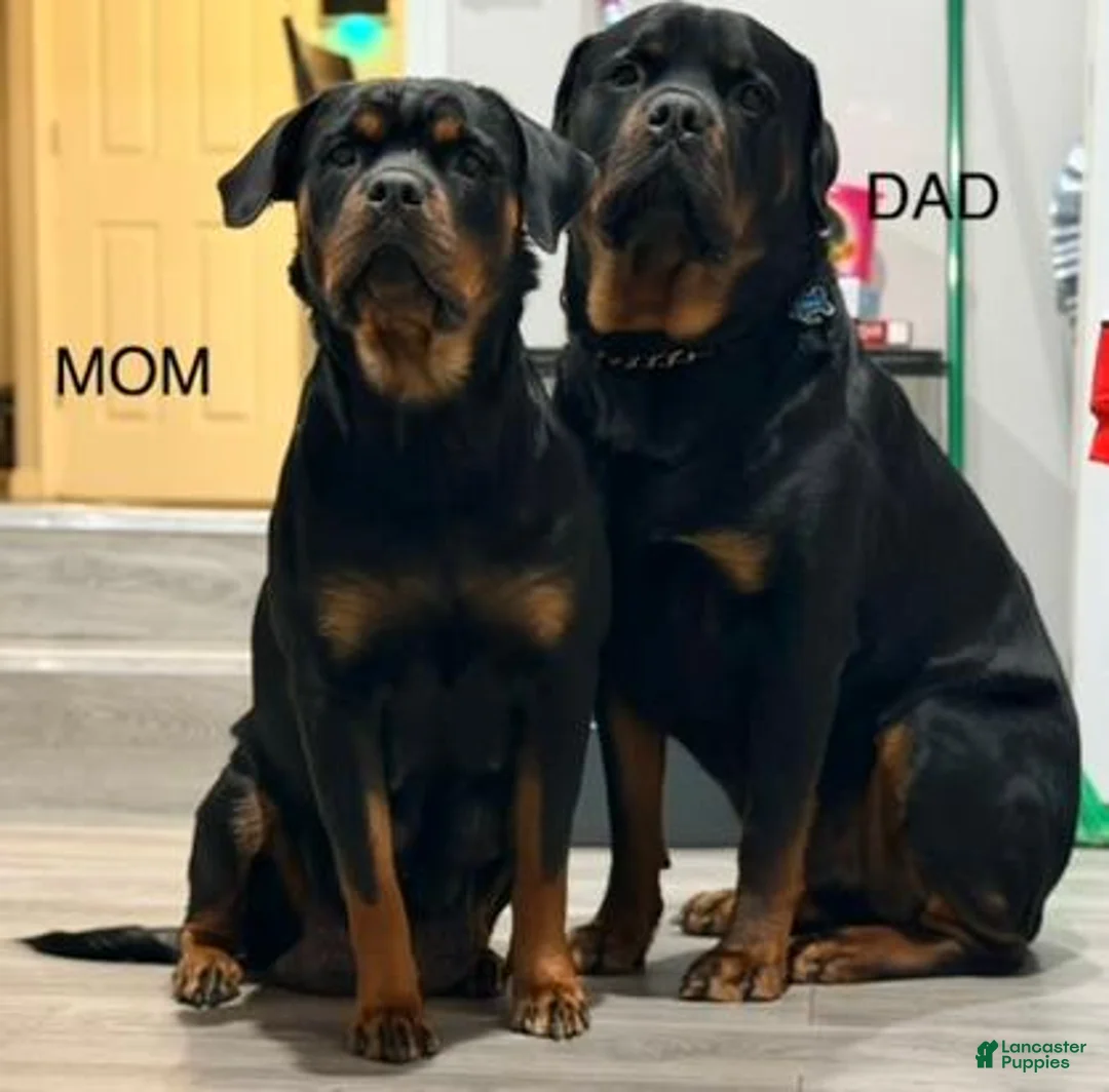 Rottweiler dogs for sale: Ms. Purple - Ad 3