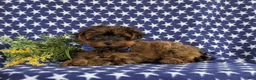 Yorkiepoo dogs for sale: Huey 6 lbs Full Grown - Ad 5