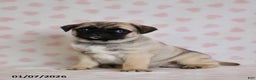 Pug dogs for sale: Buster - Ad 4