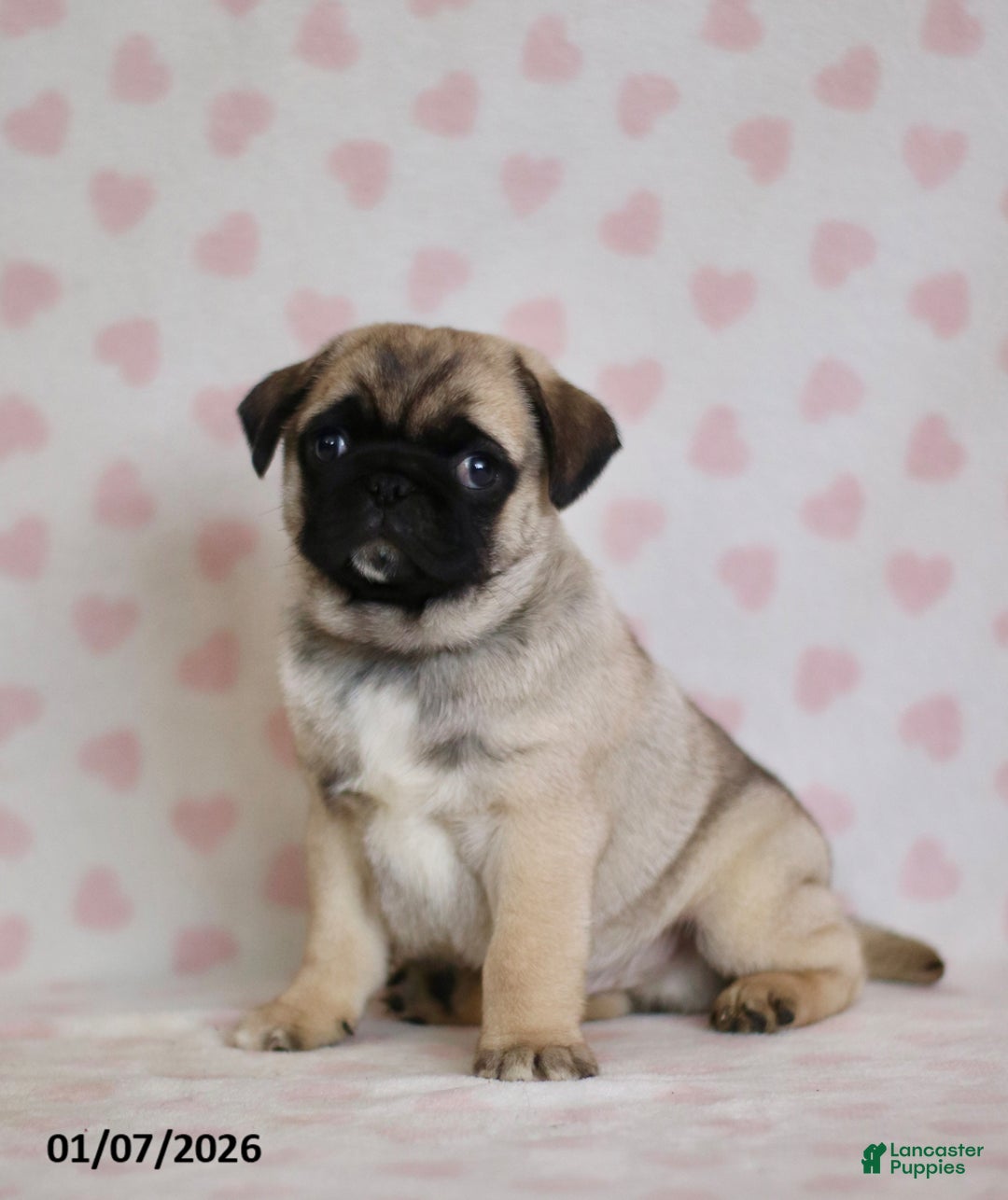 Pug dogs for sale: Buster - Ad 4