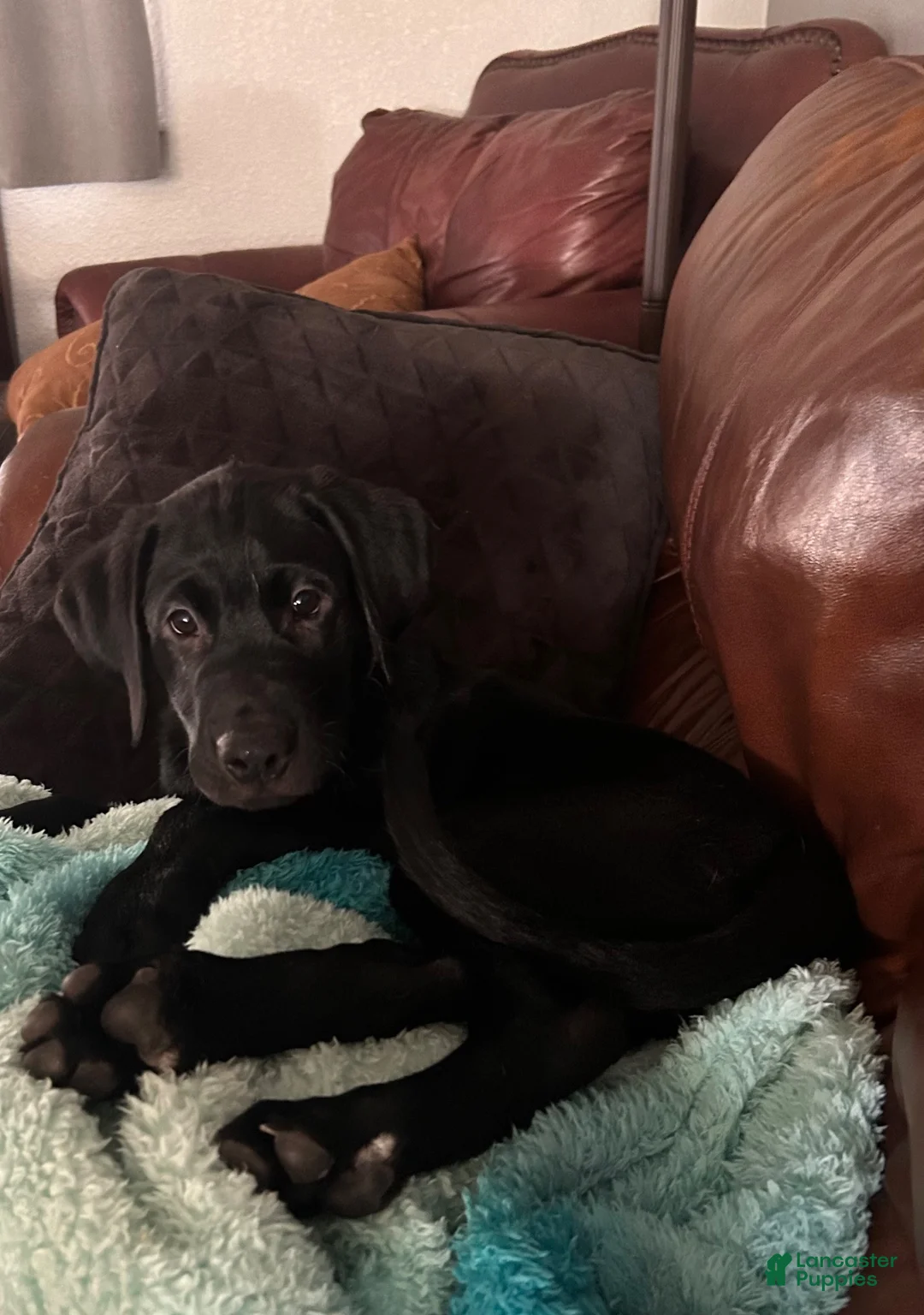 Labrador Retriever dogs for sale: Labrador Retriever 6 - Ad 6