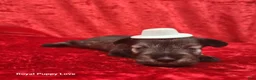 Miniature Schnauzer dogs for sale: Oswald - Ad 1