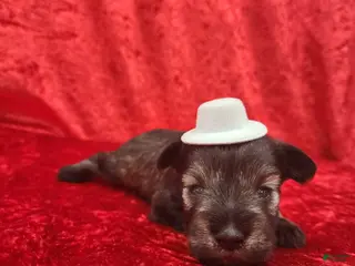 Miniature Schnauzer dogs Oswald - Ad 35