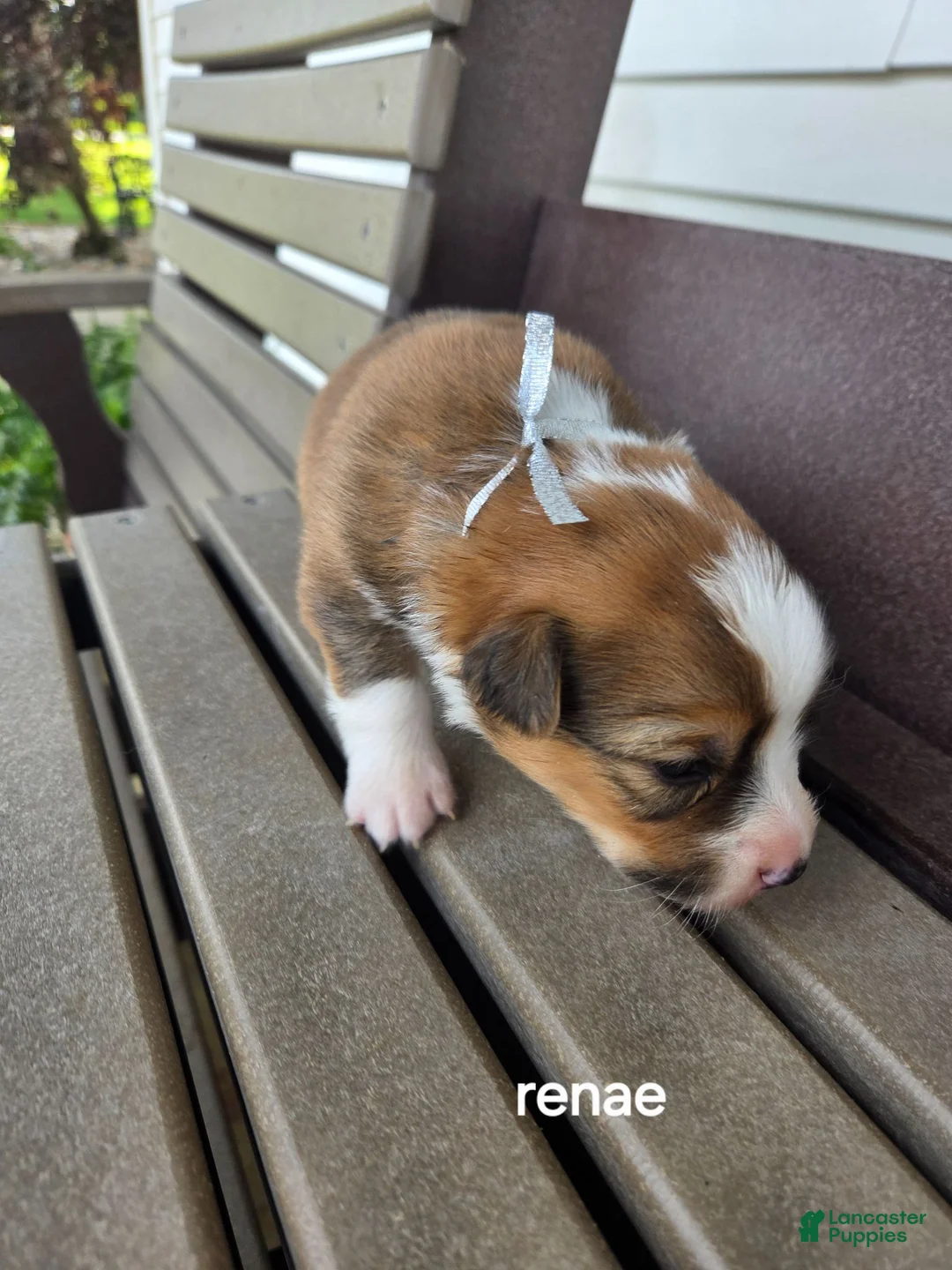 Welsh Corgi Pembroke dogs for sale: Welsh Corgi Pembroke 3 - Ad 4