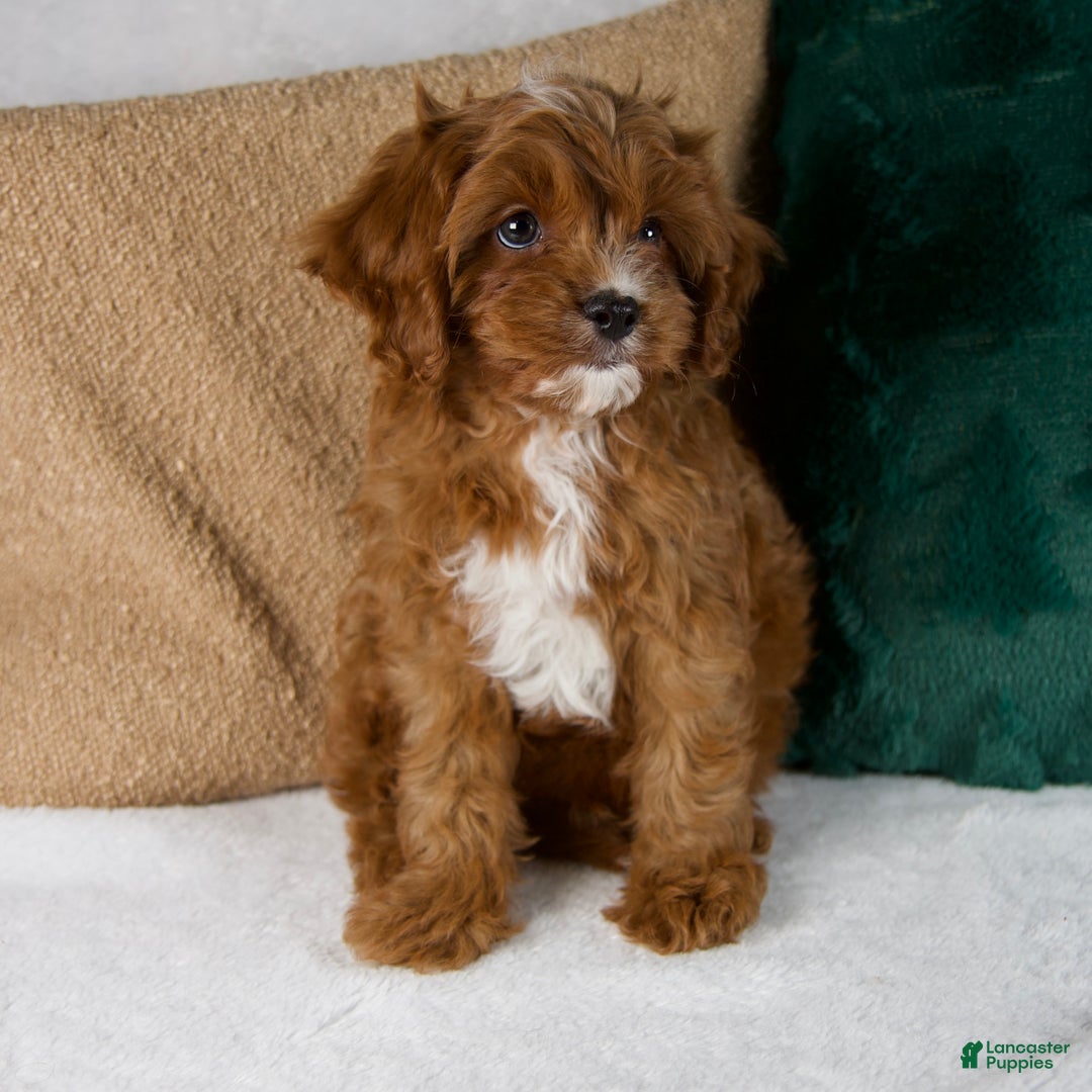 Cavapoo dogs for sale: Audi - Ad 10