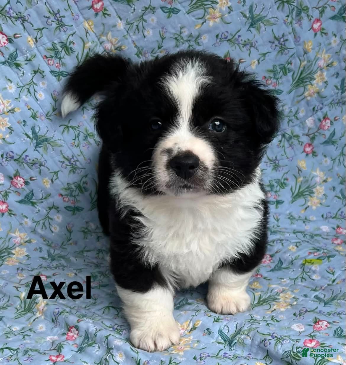 Welsh Corgi Cardigan dogs Axel FLUFFY - Ad 6
