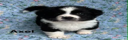 Welsh Corgi Cardigan dogs for sale: Axel FLUFFY - Ad 1