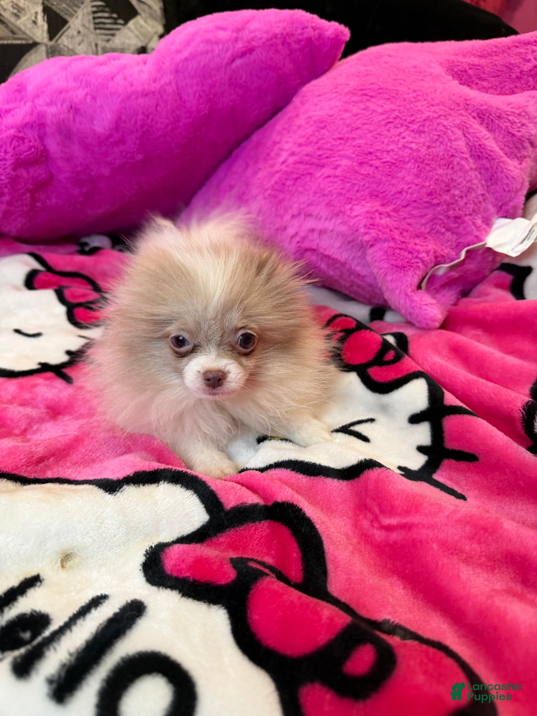 Pomeranian dogs for sale: Pomeranian Puppy 2 - Ad 4