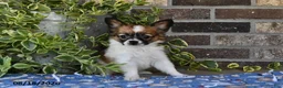 Papillon dogs for sale: Anastasia - Ad 3