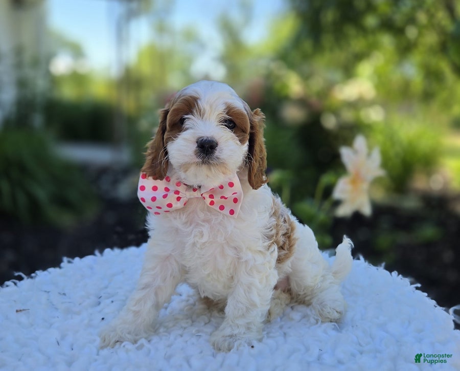 Cavapoo dogs Jewel - Ad 2