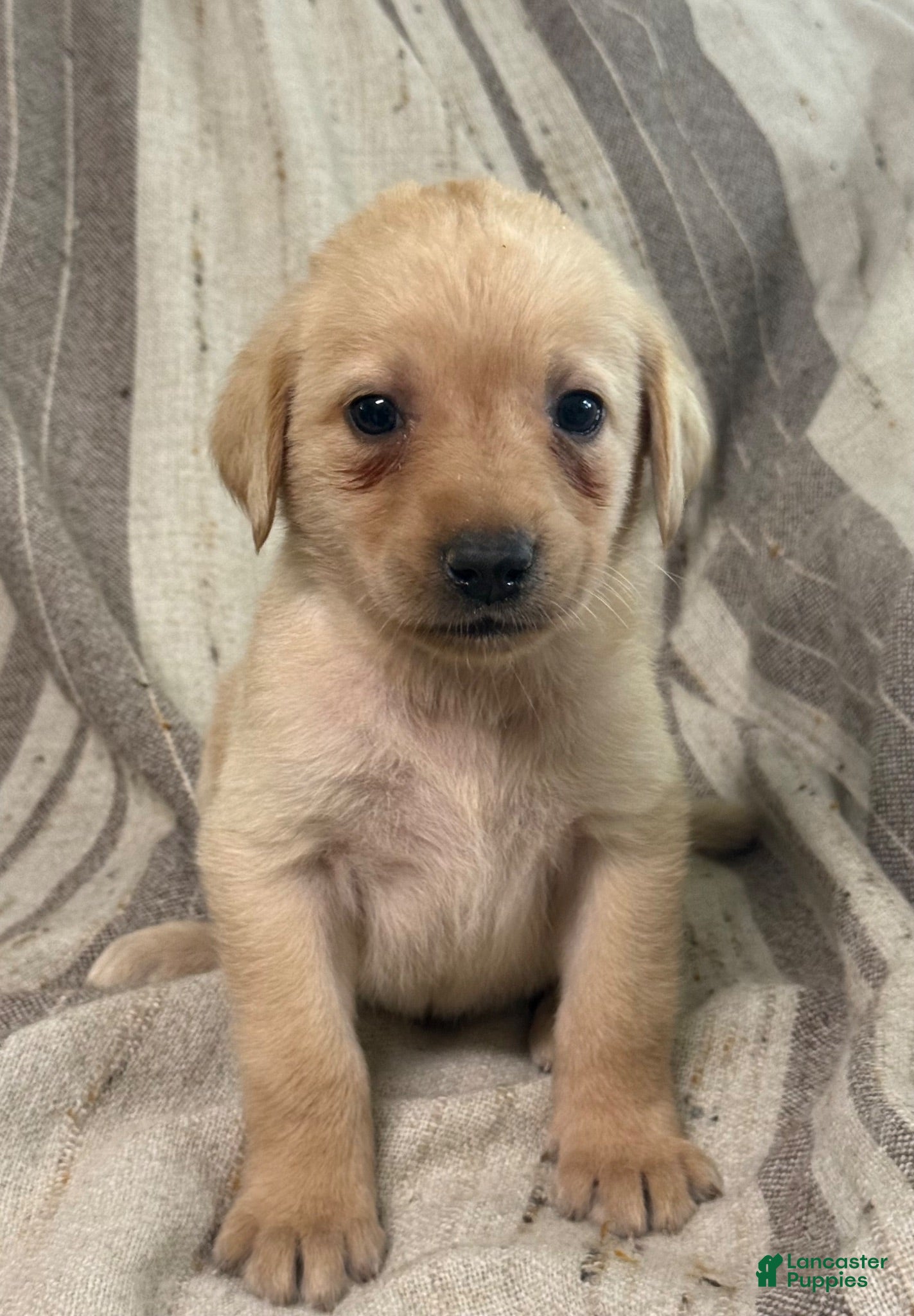Labrador Retriever dogs Ben - Ad 2