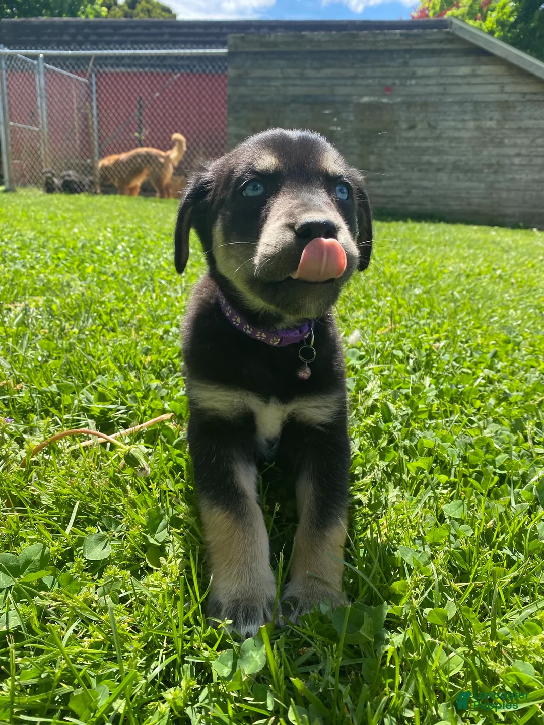 Goberian dogs for sale: Archer - Ad 9