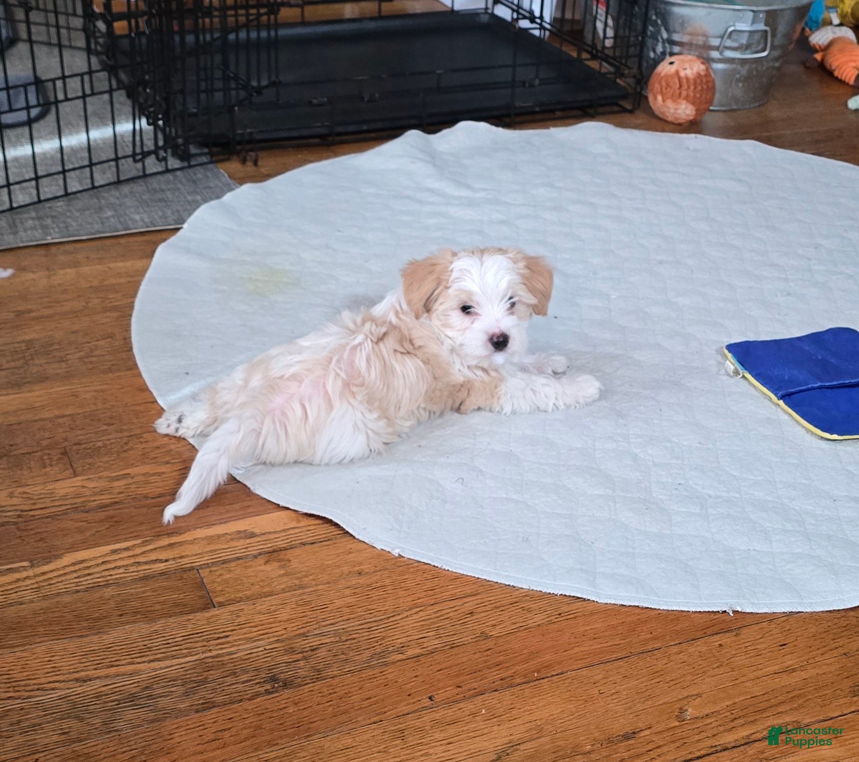 Morkie dogs Copper - Ad 36