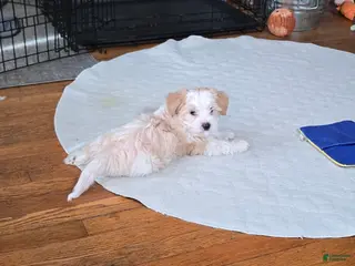 Morkie dogs Copper - Ad 36