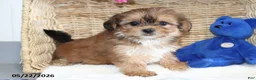 Shorkie dogs for sale: Daisy - Ad 1