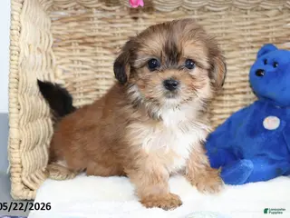 Shorkie dogs for sale: Daisy - Ad 3