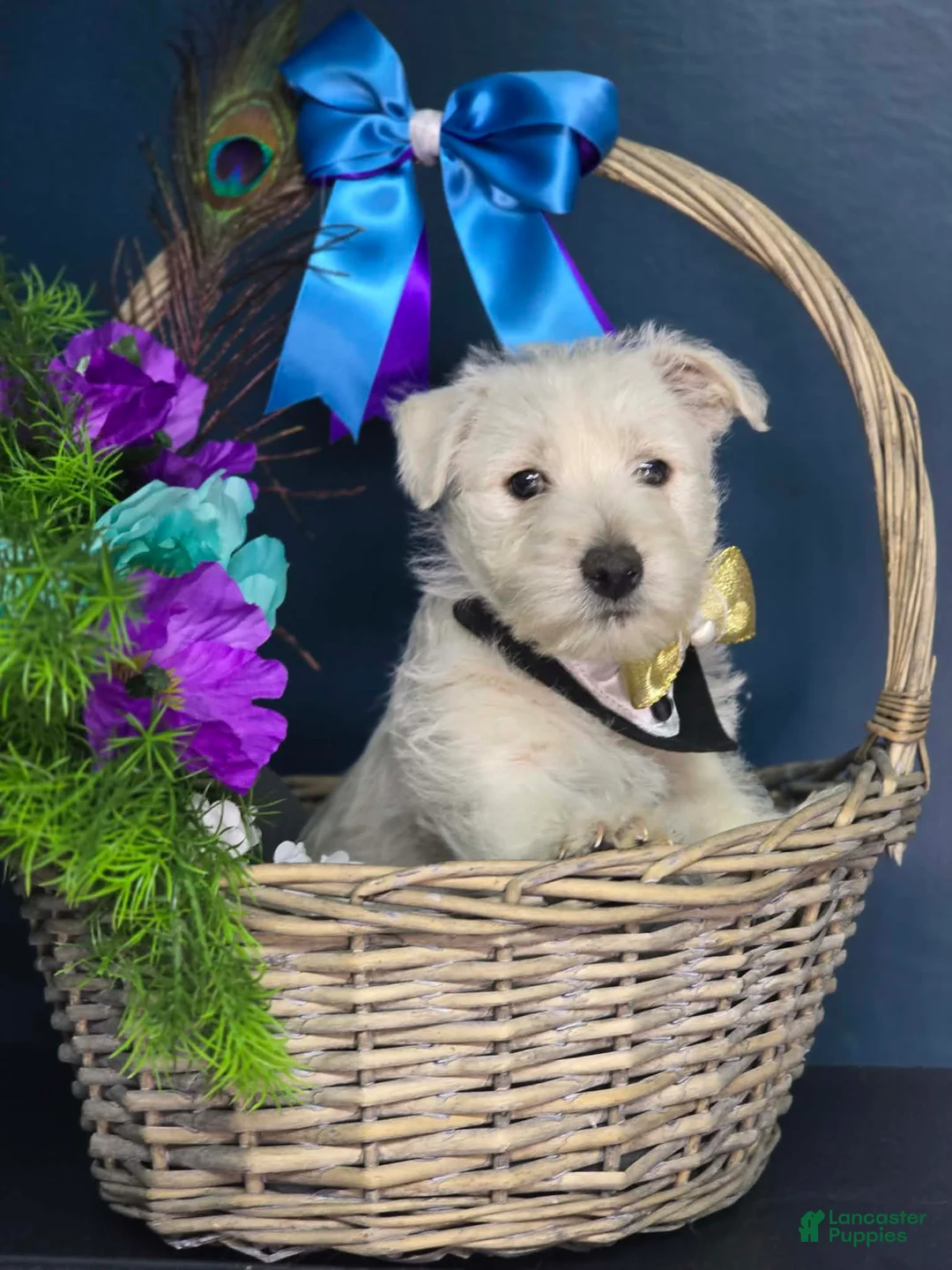 Scottish Terrier dogs for sale: Scottish Terrier Puppy 2 - Ad 1