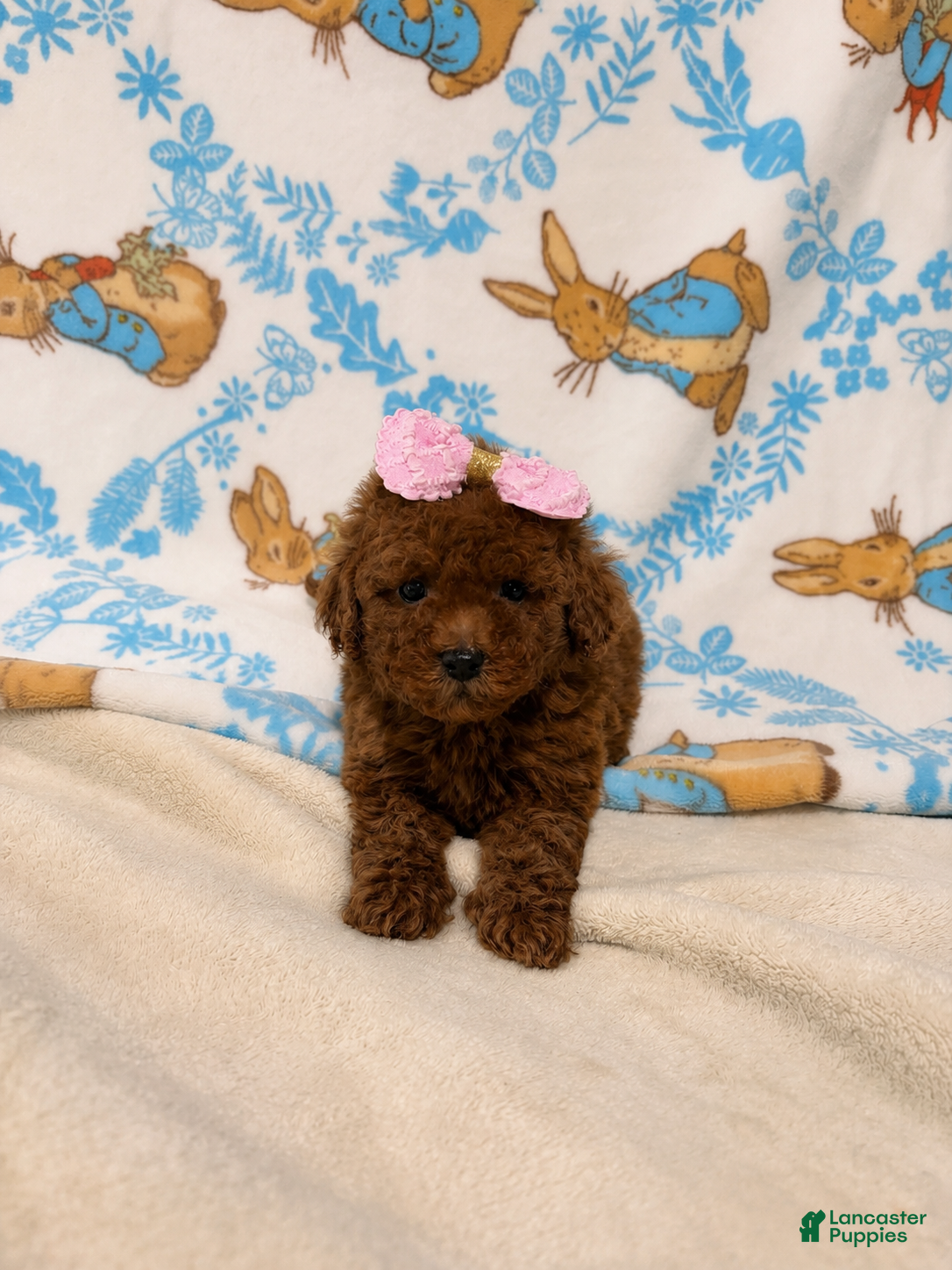 Maltipoo dogs Rose - Ad 5