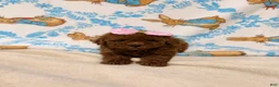 Maltipoo dogs for sale: Rose - Ad 1