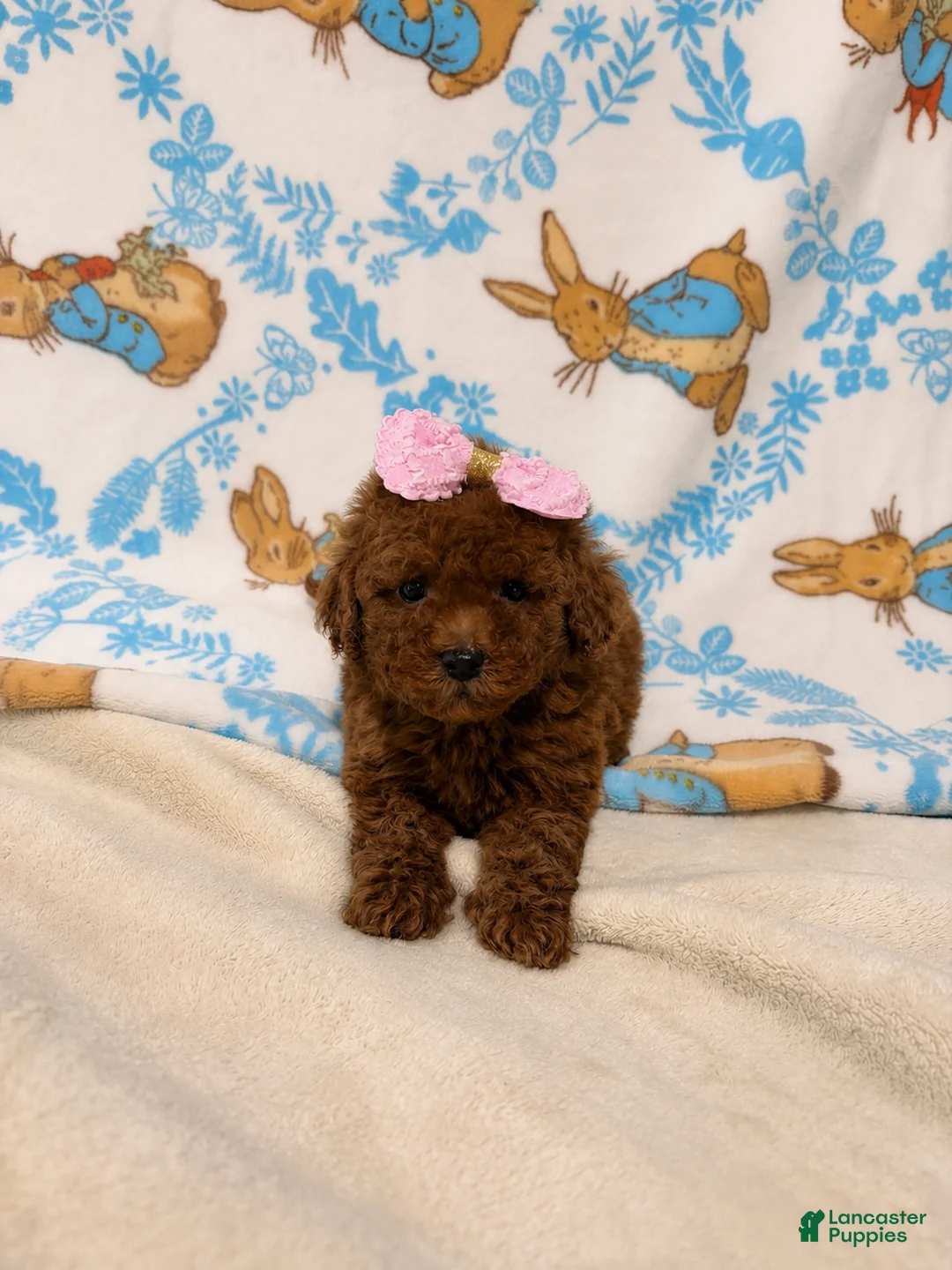 Maltipoo dogs for sale: Rose - Ad 1