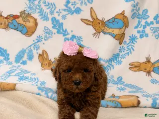 Maltipoo dogs Rose - Ad 5