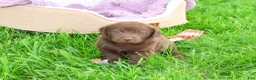Labrador Retriever dogs for sale: Zoey  - Ad 5