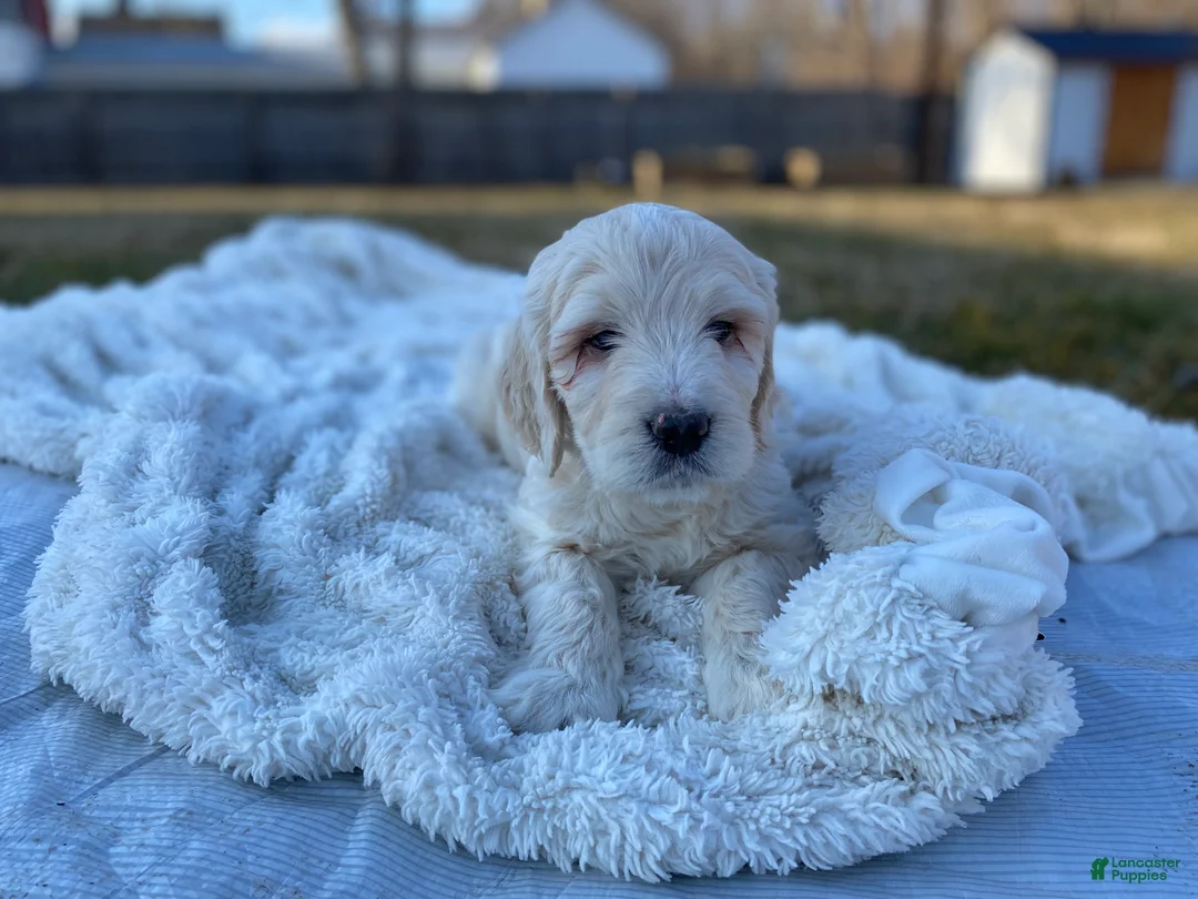 Mini Goldendoodle dogs for sale: Rio - Ad 4