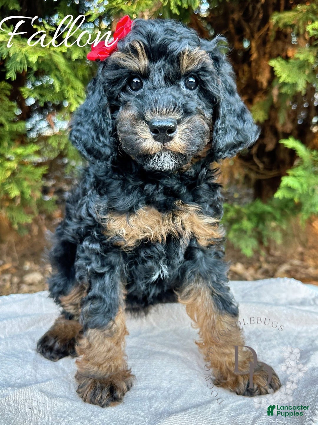Miniature Poodle dogs for sale: Fallon - Ad 1
