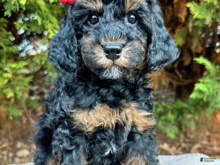 Miniature Poodle dogs Fallon - Ad 33